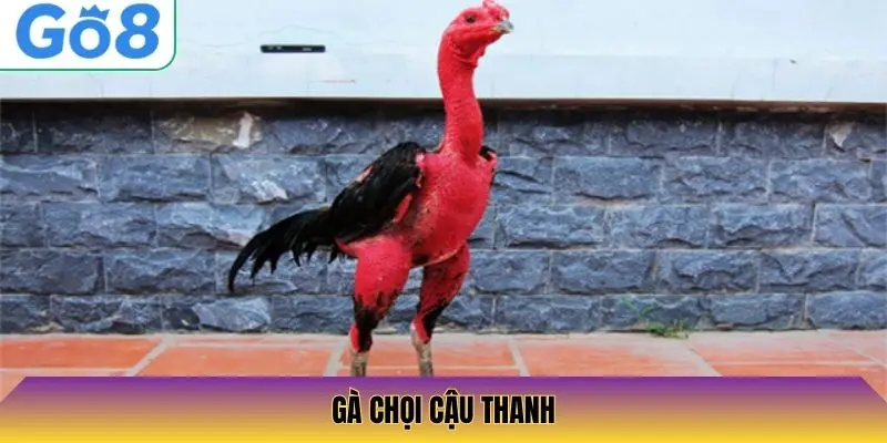 Gà Chọi Cậu Thanh