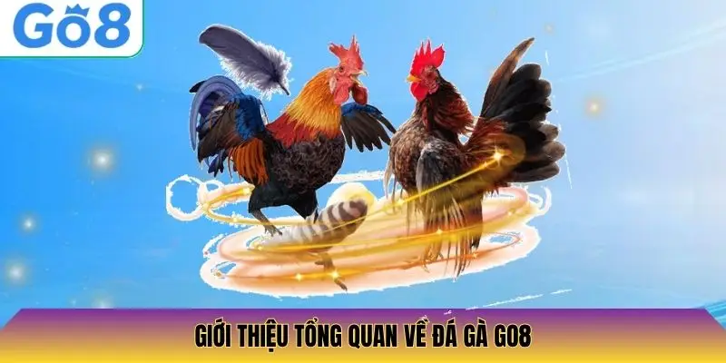 Giới thiệu tổng quan về đá gà Go8