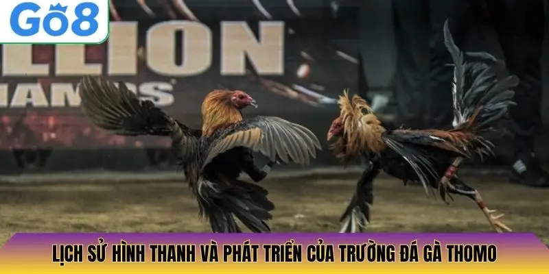 Lịch sử hình thanh và phát triển của trường đá gà Thomo