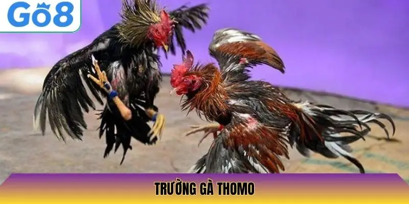 Trường gà Thomo